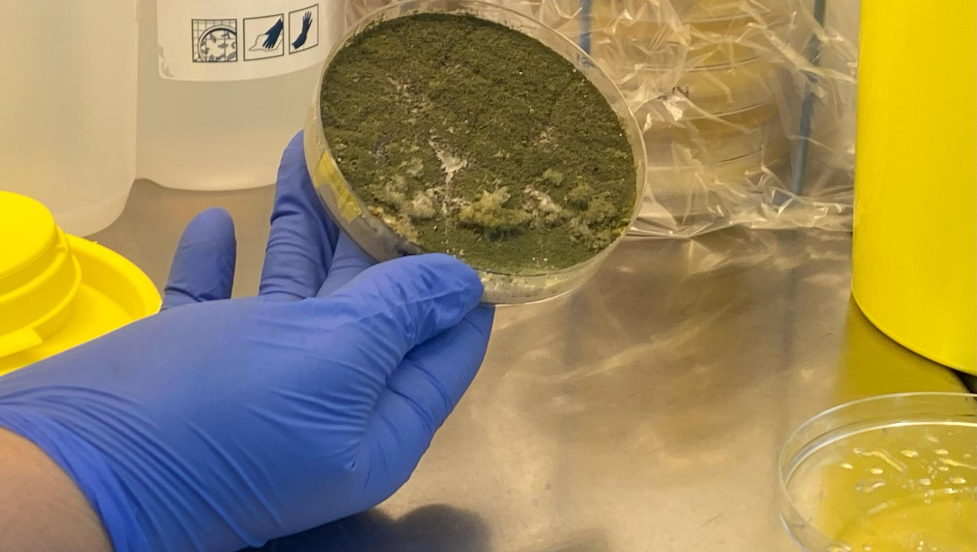 Aspergillus cultivated on an agar plate