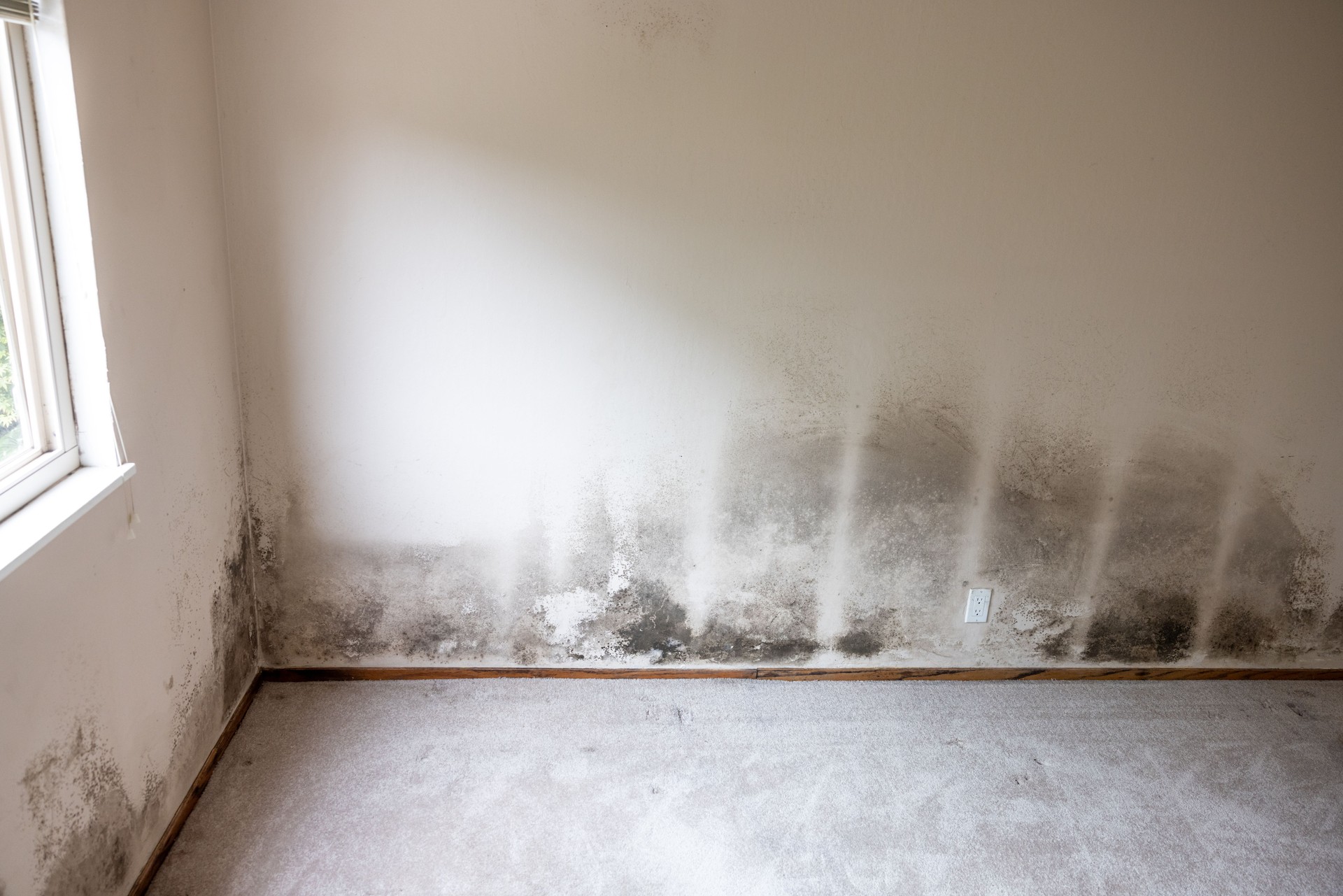 Home Mold Remediation