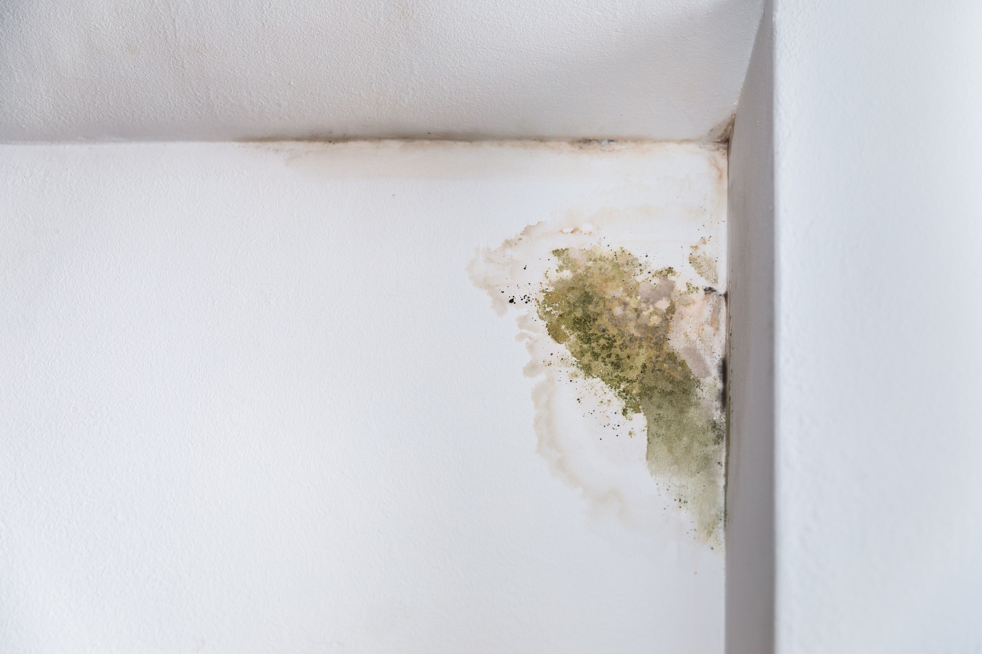 Mold In The Corner Of The Wall